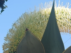 Agave attenuata