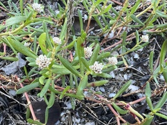 Blutaparon vermiculare