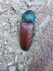 Chalcolepidius rubripennis