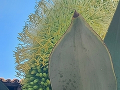 Agave attenuata