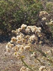 Plecostachys serpyllifolia