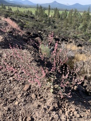 Eriogonum vimineum