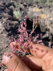 Eriogonum vimineum