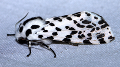 Hypercompe permaculata