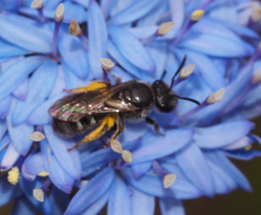 Chilalictus