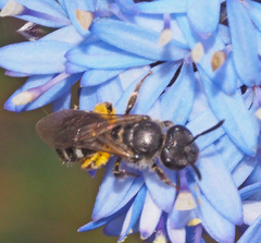 Chilalictus