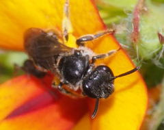 Chilalictus