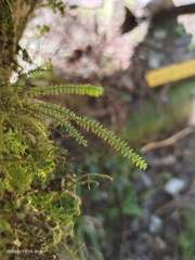 Micropolypodium okuboi