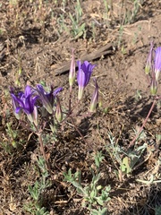 Brodiaea