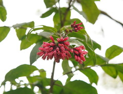 Cestrum elegans