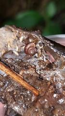 Thalassohelix igniflua