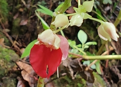 Impatiens platyadena