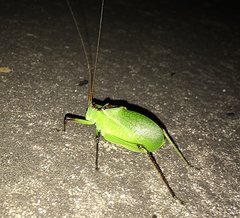 Paracyrtophyllus robustus