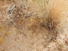 Gutierrezia microcephala