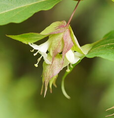 Leycesteria formosa