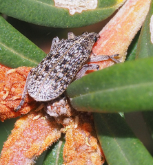 Pachyura australis