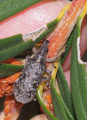 Pachyura australis