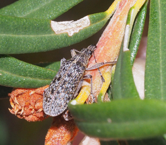 Pachyura australis