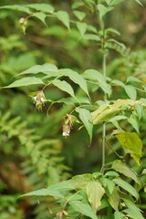 Leycesteria formosa