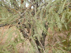Prosopis velutina