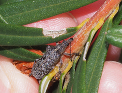 Pachyura australis