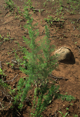 Asparagus suaveolens