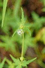 Hydrocotyle geraniifolia