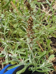 Gamochaeta calviceps