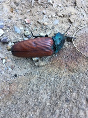 Chalcolepidius rubripennis