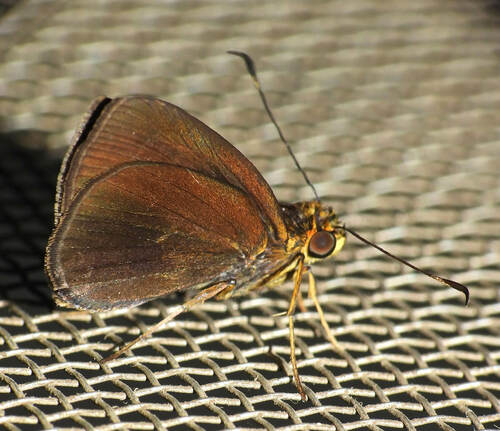 Thargella caura