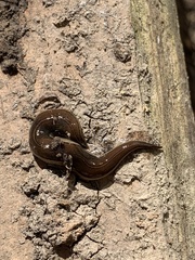 Newzealandia