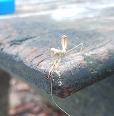 Stagmatoptera