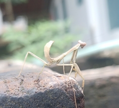 Stagmatoptera