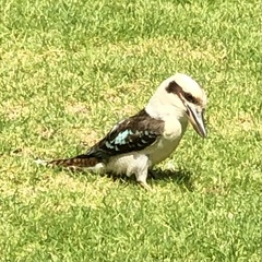 Dacelo novaeguineae novaeguineae