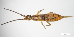 Tomocerinae