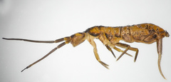 Tomocerinae