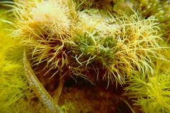 Apjohnia laetevirens