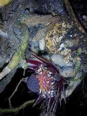 Langsdorffia hypogaea