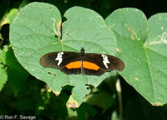 Heliconius hortense
