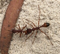 Myrmecia nigriscapa
