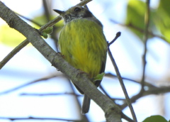 Myiornis auricularis