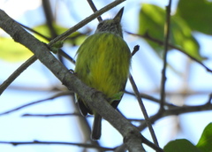 Myiornis auricularis
