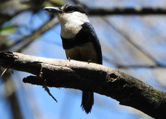 Notharchus swainsoni