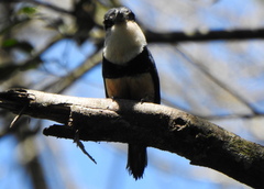 Notharchus swainsoni