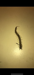 Hemiscolopendra marginata