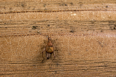 Ornebius formosanus