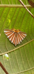 Pityeja histrionaria