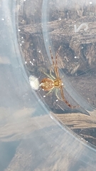 Diaea ambara