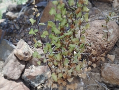 Adiantum chilense