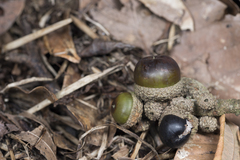 Lithocarpus kawakamii